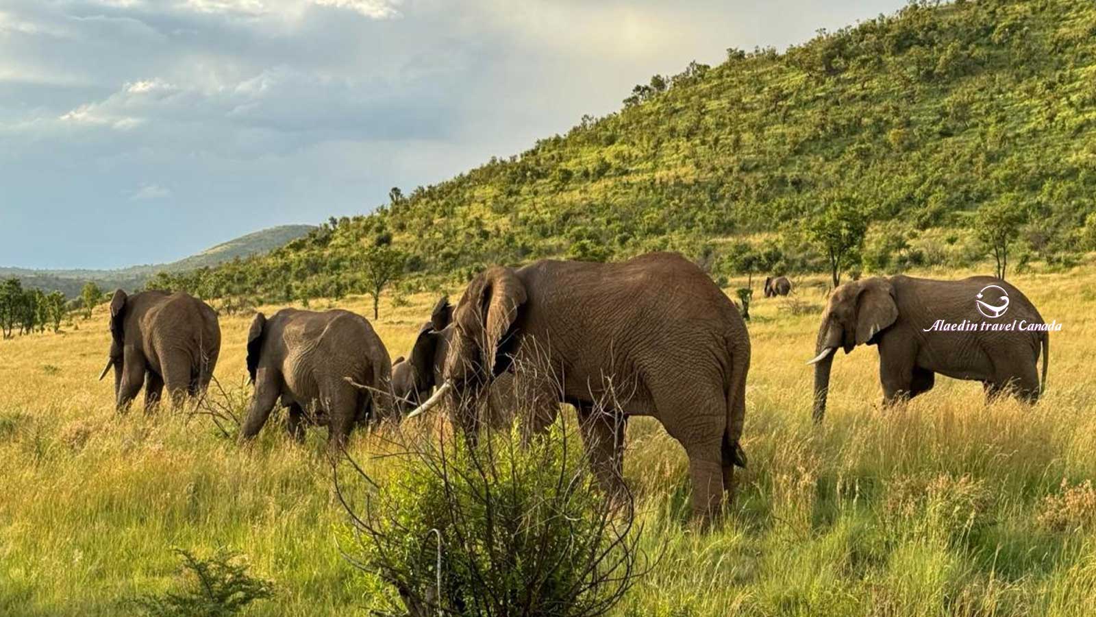 South Africa Tours - Alaedin Travel Canada