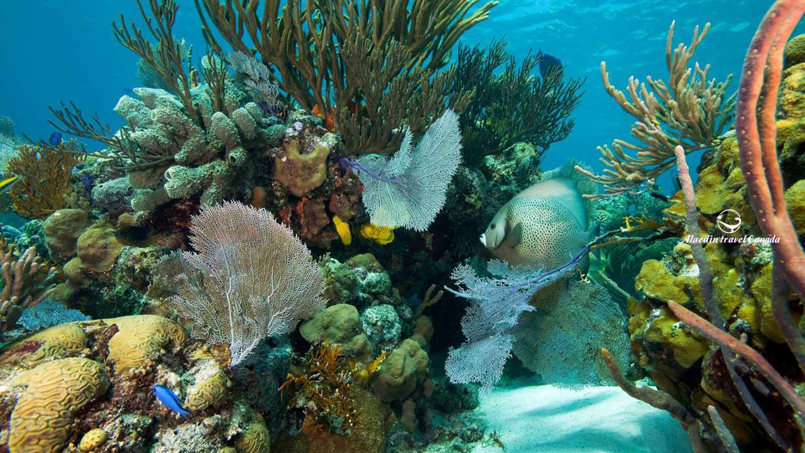 Bahamas Tours - Alaedin Travel Canada